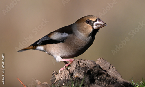 Obraz na plátně A hawfinch with a very large beak in the field