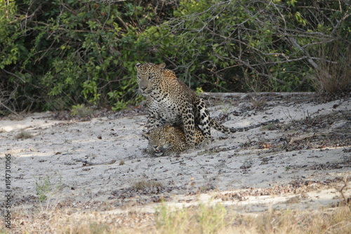 Sri Lankan Leopards in Wilpattu National Park, Sri Lanka 