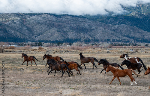 A herd of chestnut wild mustang  horses galloping near the Washoe Lake plain area on a cloudy winter morning with Carson mountains in the background