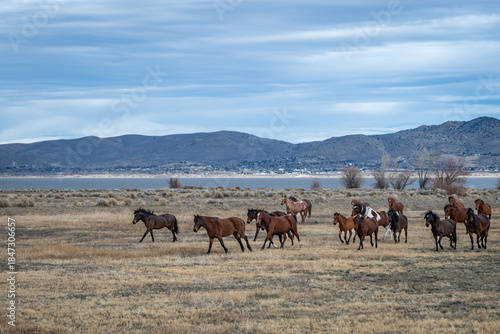 A herd of chestnut wild horses galloping away from Washoe Lake  on a cold winter morning with Nevada mountains in the background.