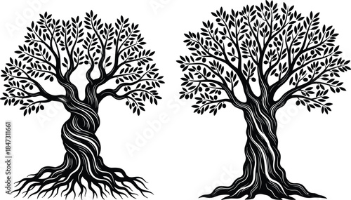 Detailed Twisted Olive Tree Silhouettes Vector Set, Ancient Mediterranean Tree Graphic with Fruits and Roots for Organic Food Logo Design