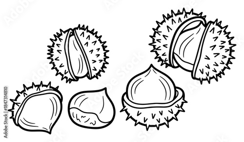 Hand drawn sketch of autumn chestnuts with spiky shells and smooth nuts