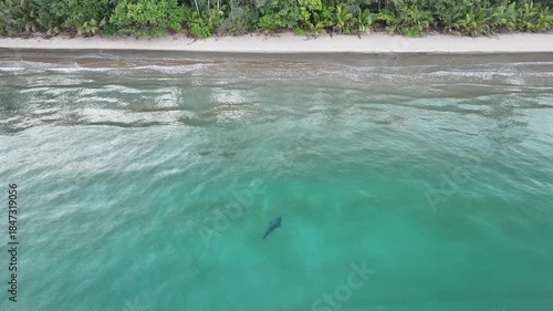 Guitarfish shark ray swimming along Australian coastline