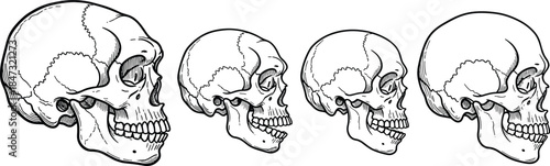 Set of four human skull anatomy drawings, detailed side view illustrations in vintage etching or woodcut style, isolated on white.