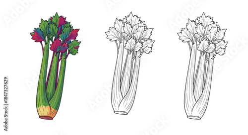 A fresh stalk of celery shown in three distinct illustration styles: vibrant full color, detailed black and white, and simple line art.
