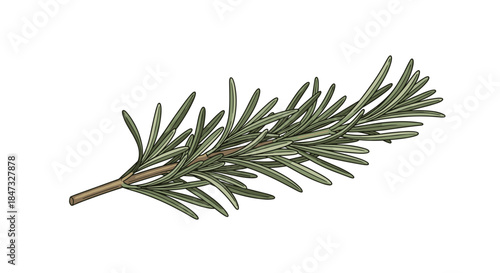 A fresh green sprig of the aromatic herb rosemary, shown in a detailed and realistic color illustration for culinary or botanical use.