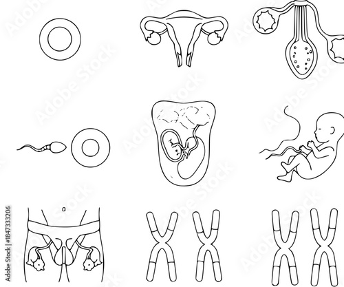 Clean flat line illustrations related to fertility, reproduction, and health education.