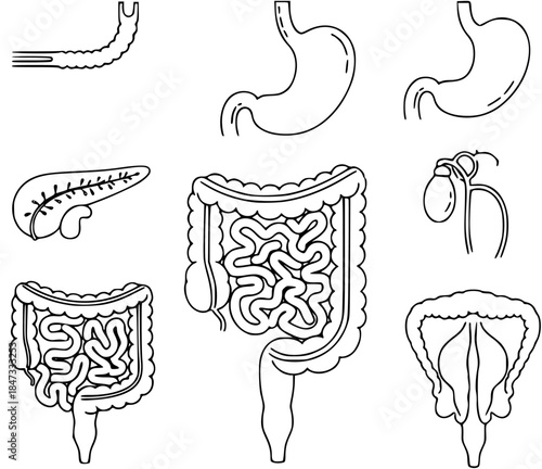 Vector illustrations showing the human digestive system in a clear and simplified medical style.