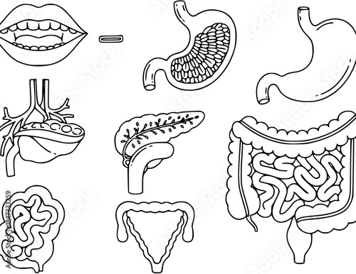 Flat line anatomy icons designed for digestion, nutrition, and health education visuals