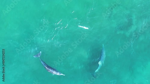 Dolphins Australia wildlife nature ocean wild