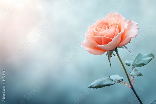 Beautiful Peach Rose Blooming Against a Soft Blurred Background of Light Hues