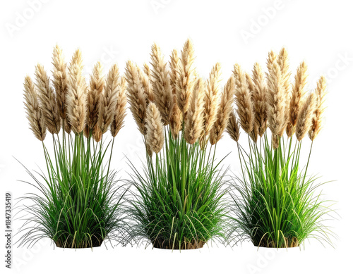 Ornamental grass with tan plumes and green foliage, isolated