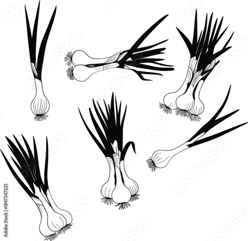 Black and white garlic bulbs, long green stalks, vegetable illustration, culinary herb, botanical drawing, kitchen ingredient, rustic food art, farm produce vector