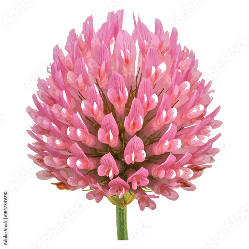 Vibrant Pink Red Clover Blossom with Dense, Globular Flower Head and Delicate Petals, A Symbol of Spring and a Valued Herb for Traditional Medicine and Forage