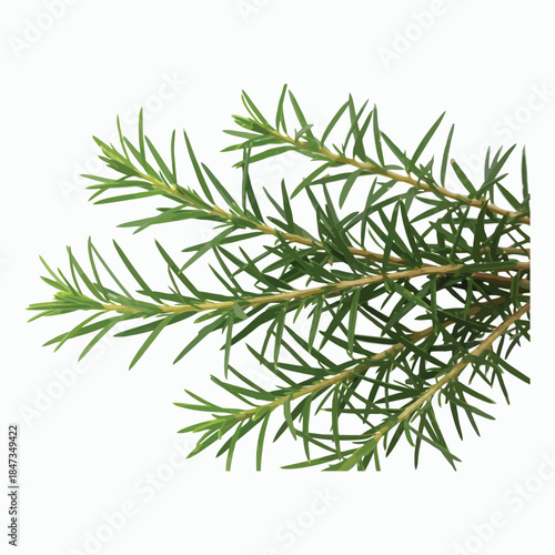 Fresh Rosemary Sprig with Vibrant Green Needle-Like Leaves, Perfect for Culinary Use or Aromatic Herb Gardens
