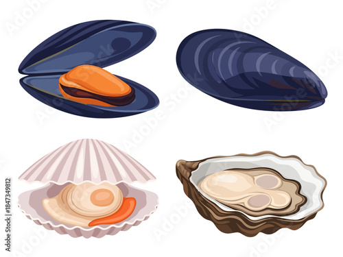 A colorful vector illustration set featuring an open and closed blue mussel, a delicate fanned scallop, and a rugged oyster shell, highlighting the diverse shapes of edible shellfish.