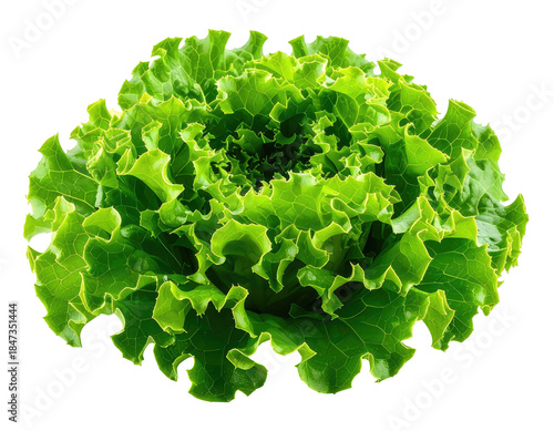 Vivid image of a whole, green, leafy vegetable isolated on black