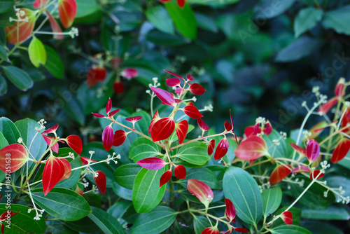 Foto Fresh cinnamon leaves, Cinnamomum verum