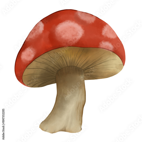 mushroom isolated on white
