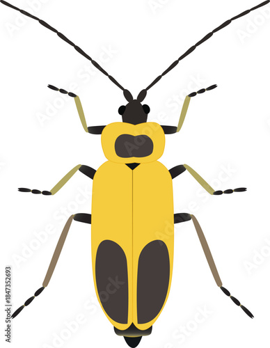 Soldier beetles are very common insects that resemble lightning bugs but do not have light producing organs. 