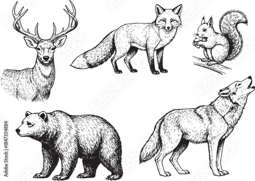 Ink drawing of various forest animals: deer, fox, squirrel, bear and wolf. Featuring deer with antlers, fox, squirrel eating nut, bear, and wolf