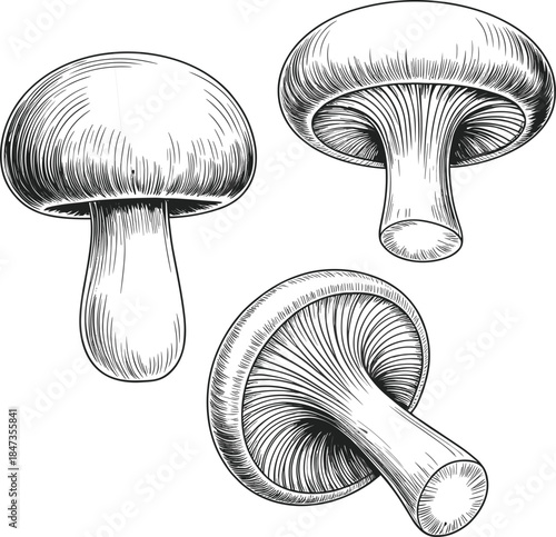 Mushroom illustration, botanical sketch, black and white fungi, vintage ink drawing, nature study, edible mushrooms, forest elements, hand-drawn style, fungus anatomy, organic texture