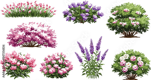 Flowering bushes collection, pink and purple blossoms, garden plants, seasonal foliage, decorative nature design, landscaping elements, cad drawing flat vector illustration