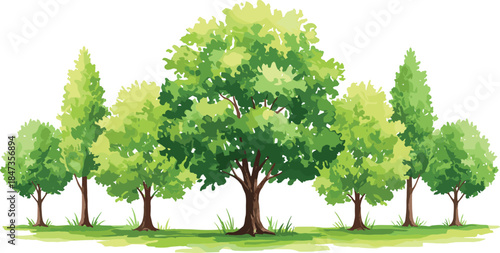 Green forest trees landscape in summer season, natural foliage park background with bright leaves and grass field, environmental nature concept, ecology scene