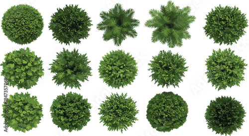 Top view green bushes and plants collection, realistic garden foliage set, landscape design vegetation elements, eco nature greenery, cad drawing flat vector illustration