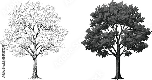 Black outline detailed tree drawing, shaded grayscale foliage tree illustration, natural forest artwork design, outdoor seasonal sketch style, cad drawing flat vector illustration