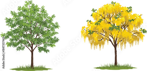 Green leafy tree and yellow blooming tree with flowers, seasonal nature landscape, park garden foliage, cad drawing flat vector illustration