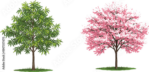 Green leafy tree with pink cherry blossom tree illustration, natural seasonal foliage artwork, botanical spring landscape design - cad drawing flat vector illustration