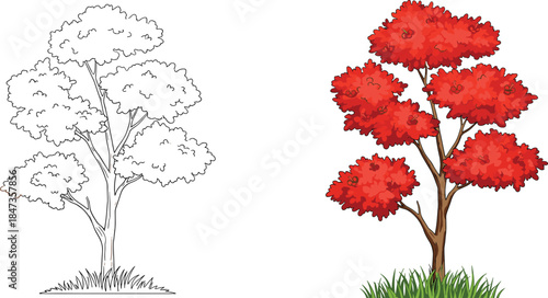 Outline sketch tree and red autumn foliage tree side by side, seasonal landscape illustration, nature artwork, cad drawing flat vector illustration