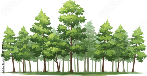 Lush green forest trees landscape, natural woodland scenery, eco friendly nature background, outdoor greenery environment, cad drawing flat vector illustration