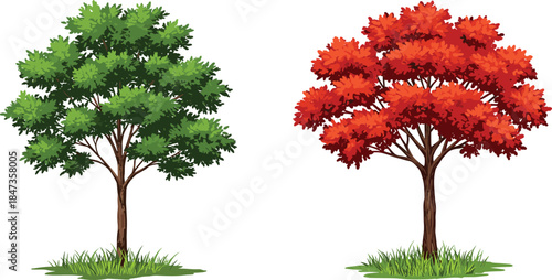 Beautiful green tree and vibrant red autumn tree with lush foliage, seasonal landscape, natural environment, cad drawing flat vector illustration
