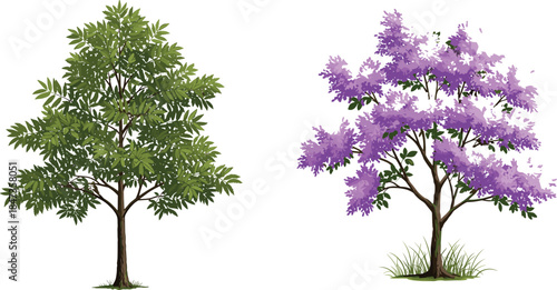 Green tree and purple flowering tree, detailed botanical artwork, realistic garden design, nature foliage, seasonal bloom, cad drawing flat vector illustration