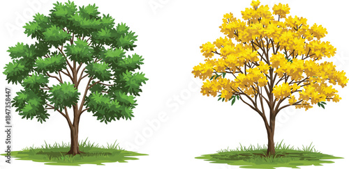Green and yellow flowering trees, realistic nature plants illustration, tropical garden foliage, spring and summer landscape, detailed botanical design, CAD drawing flat vector illustration