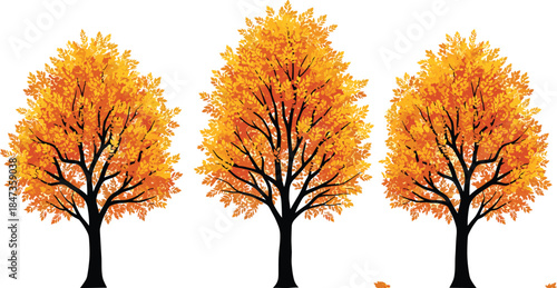 Autumn maple trees vector illustration with golden orange foliage, fall season nature design, isolated deciduous forest elements on white background