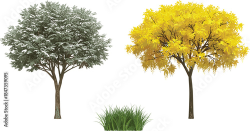Winter snow tree and autumn yellow tree seasonal nature landscape illustration, realistic foliage artwork, detailed environment design, cad drawing flat vector illustration