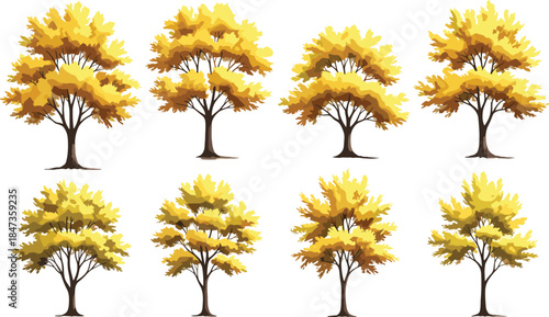 Autumn trees collection vector illustration set, yellow foliage deciduous forest elements, seasonal nature design isolated on white background