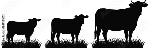 Black and white silhouette of three grazing cattle representing different stages of growth—calf, heifer, and mature cow or bull—standing in grass, isolated vector illustration