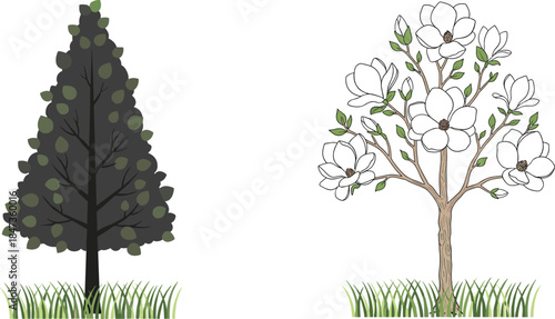 Evergreen tree and white flower tree illustration, botanical garden design, natural landscape art, decorative foliage drawing, CAD drawing flat vector illustration