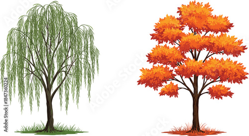 Realistic green willow and orange autumn trees with grass, seasonal nature landscape design, eco foliage concept, cad drawing flat vector illustration, natural art