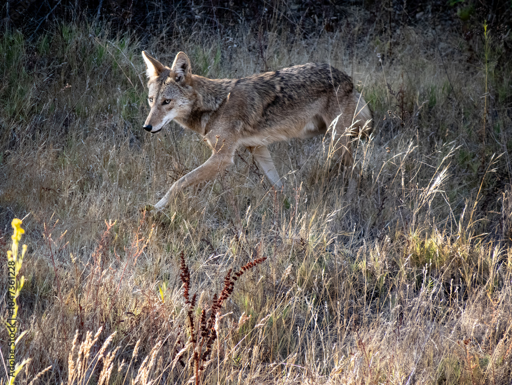 Fototapeta premium coyote