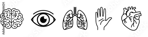 Essential human anatomy collection: brain, eye, lung, hand, and heart illustrations