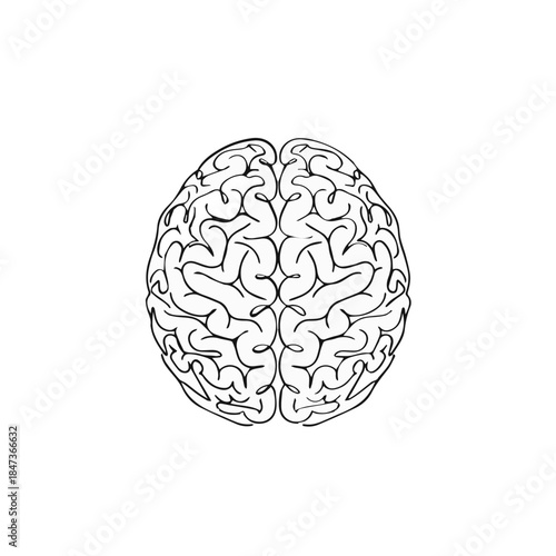 Detailed anatomical line drawing of the human brain for medical and educational purposes