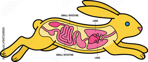 Rabbit anatomy diagram showing internal organs, educational biology illustration, small intestine and lung labeled, animal anatomy infographic for science learning