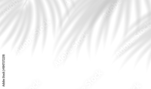 Palm transparent shadow overlay with realistic leaf silhouettes. Background illuminated by sunlight through tropical foliage. Mockup with tropic palm leaves shadow. Vector illustration