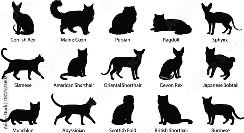 Set of popular cat breed silhouettes, including Siamese, Persian, Maine Coon, Sphynx, Ragdoll, and Burmese, in a comprehensive flat vector illustration collection for pet design