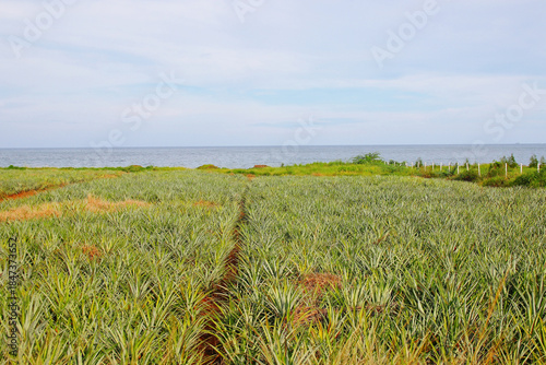 Pineapple field by the sea under bright summer sky
